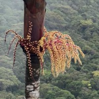 Loxococcus rupicola (Thwaites) H.Wendl. & Drude